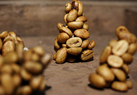 猫屎咖啡,这屎玩意儿真不值那么多钱!