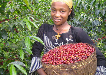 埃塞俄比亚  摩尔莫拉  G1