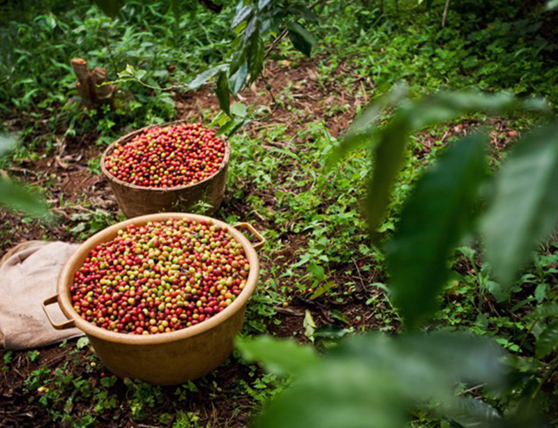 卢旺达 盖瑟克 微批次