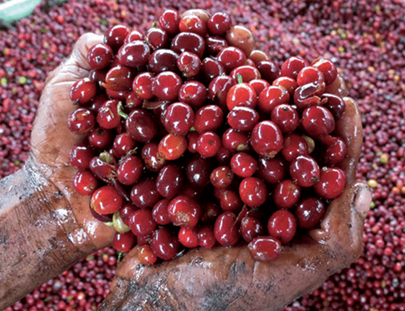 巴布亚新几内亚 西格里 天堂鸟