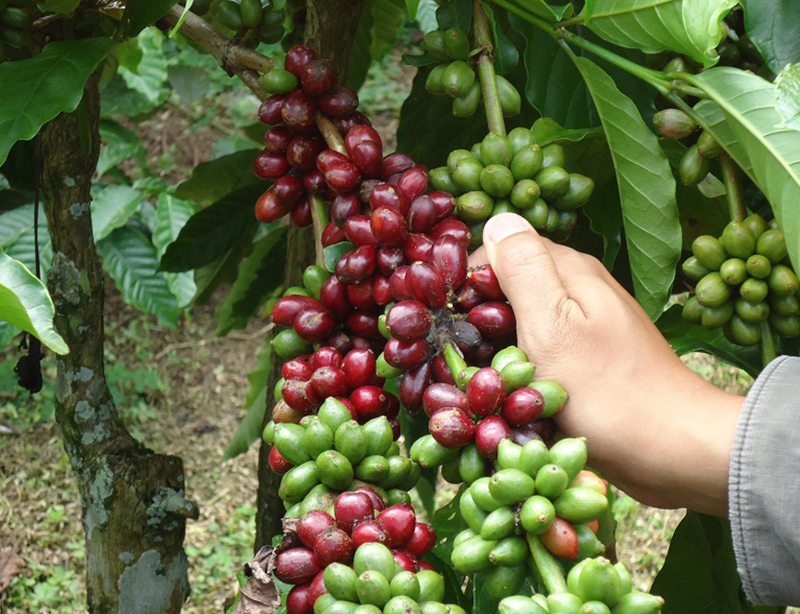 印尼 EKA NUSA 曼特宁 G1