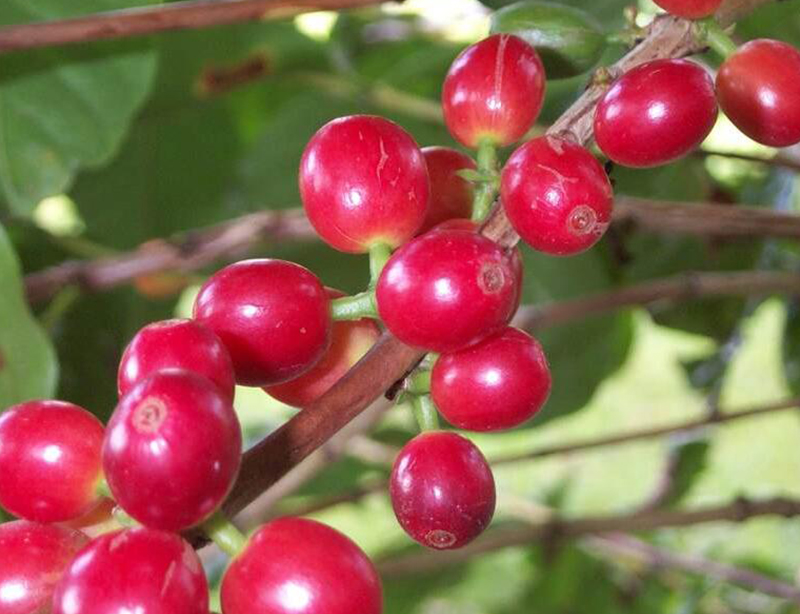 巴西 喜拉多 半日晒