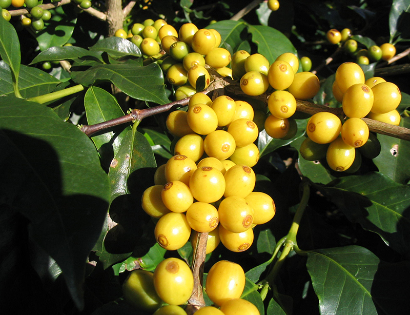 巴西 喜拉多 黄波榜