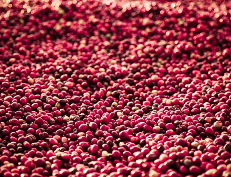 巴西 维罗索庄园 红果