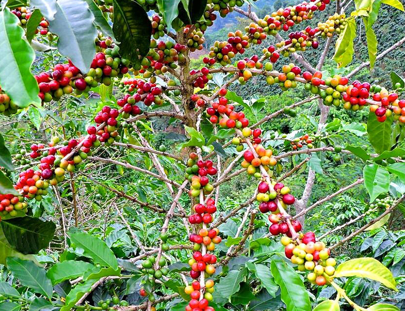 哥伦比亚 圣奥古斯丁 慧兰