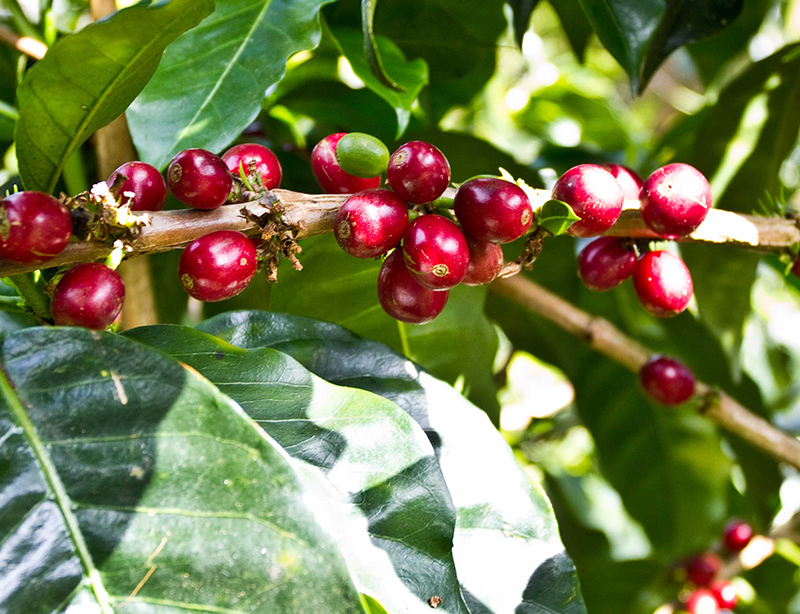 巴拿马  Lerida庄园 卡图艾