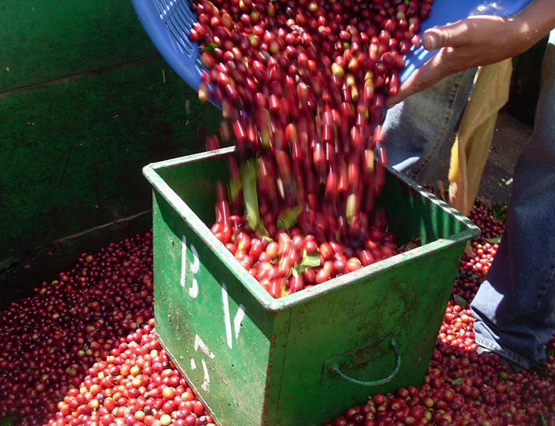 哥斯达黎加 塔拉珠