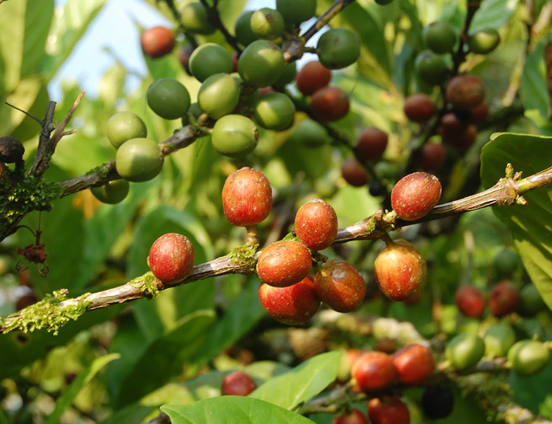 洪都拉斯 茜瓜 RFA