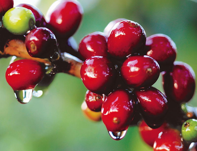 危地马拉 SHB EP 新产季