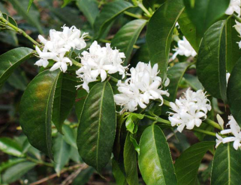 危地马拉 阿卡特南果 SHB EP