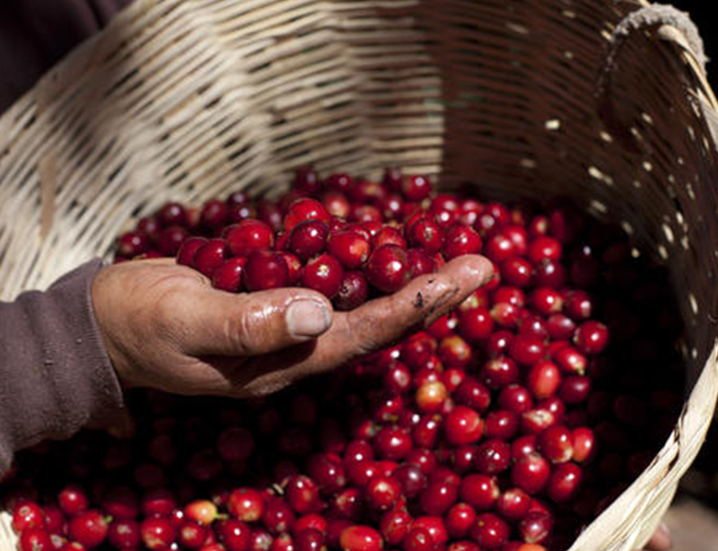 危地马拉 奥嘉布兰卡