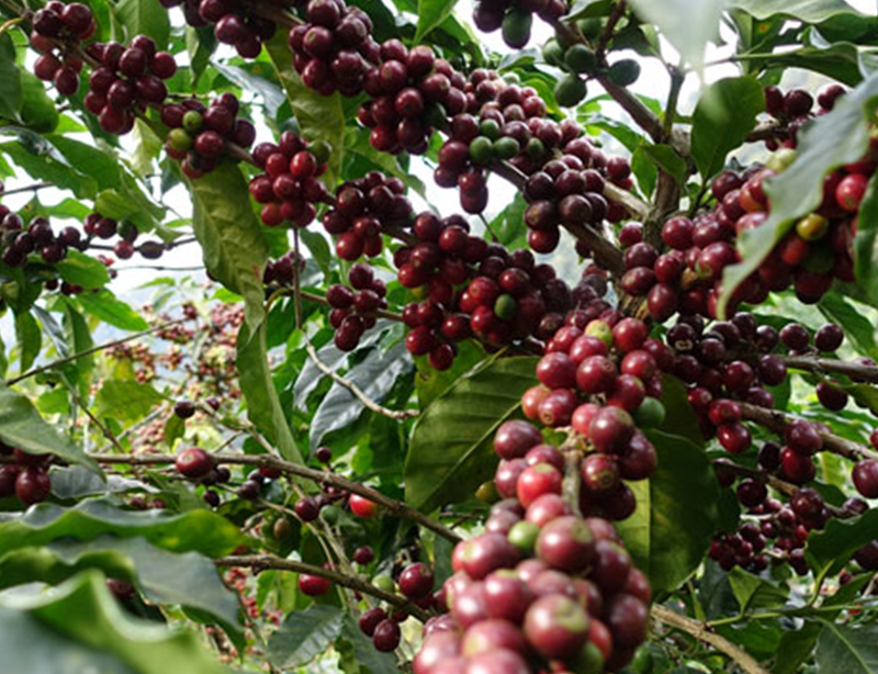 危地马拉 欧规 阿瓜杜尔塞