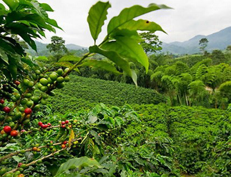 牙买加 蓝山 柯纳斯黛尔